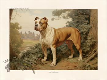 CFA Dog American Bulldog